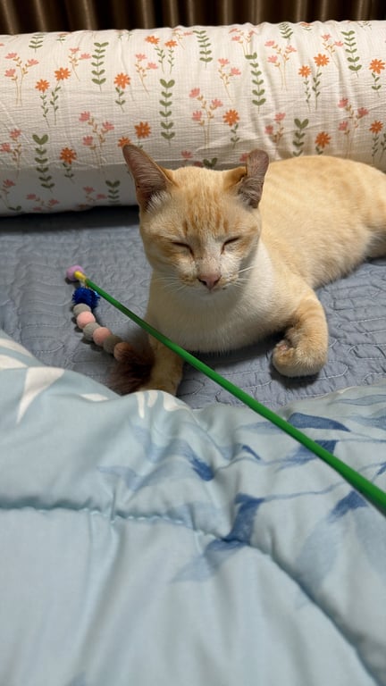 ตามหาเจ้าของแมว ตาสีฟ้า **ใบหูซ้ายพับผิดปกติ หางยาว ขี้อ้อน ติดคน