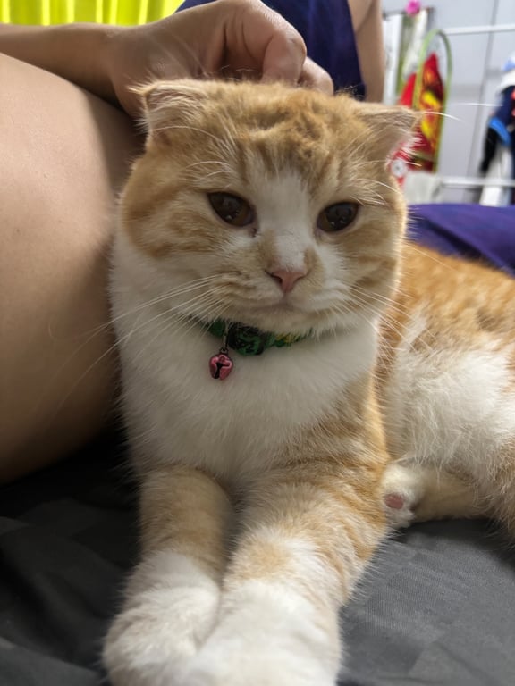 น้องชูครีม
