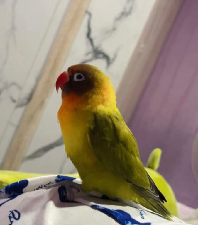 ยูโร