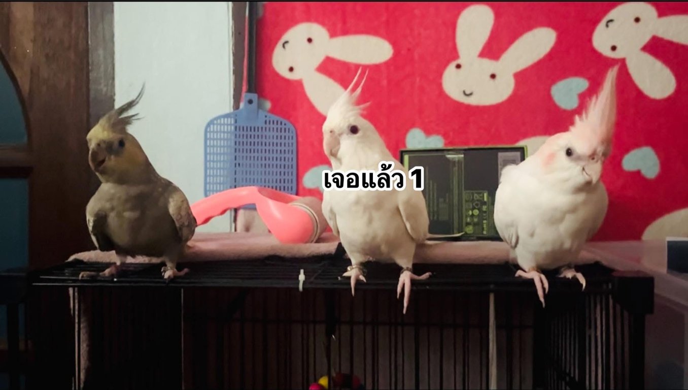 มิว