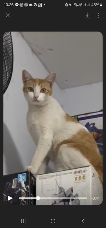 ฟักทอง