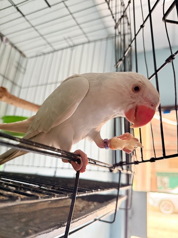 สกาย