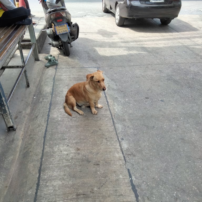 ตามหาเจ้าของหมา ตัวเตี้ยขาสั้น จมูกน้ำตาล หางตรง ขนสั้น
