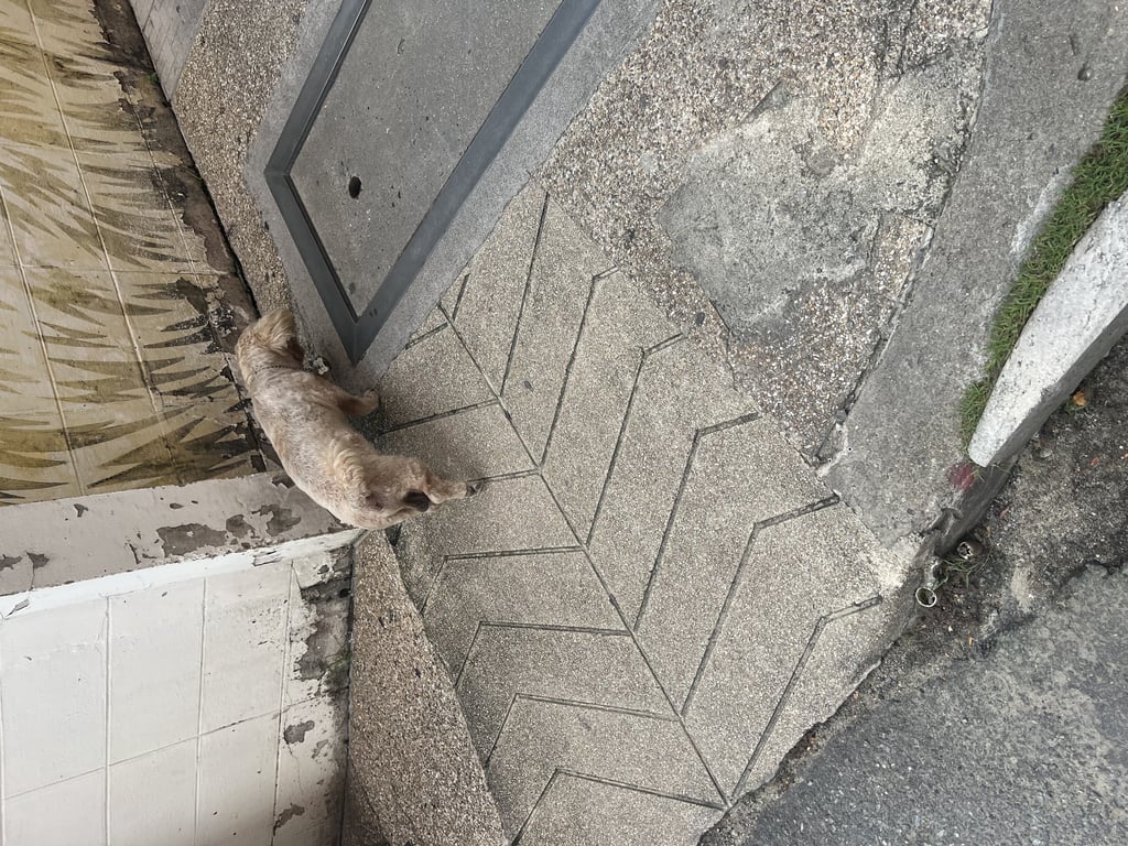 ตามหาเจ้าของหมา 