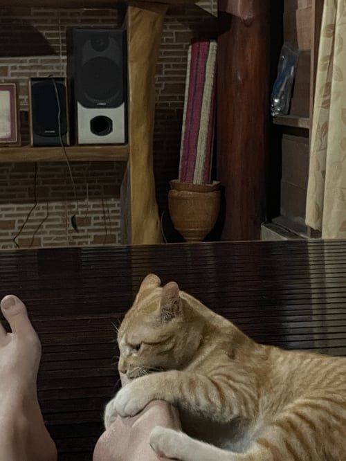 ส้ม