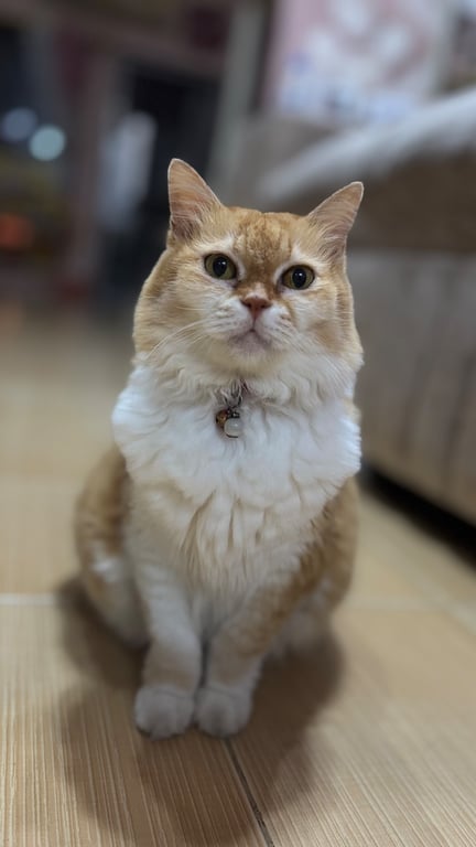 เจเล่