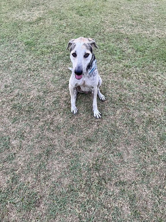 ตามหาเจ้าของหมา ตัวผอมสูง ลำตัวสีขาวดำ แต่บริเวณหัวจะเป็นสีขาว ดำ น้ำตาล