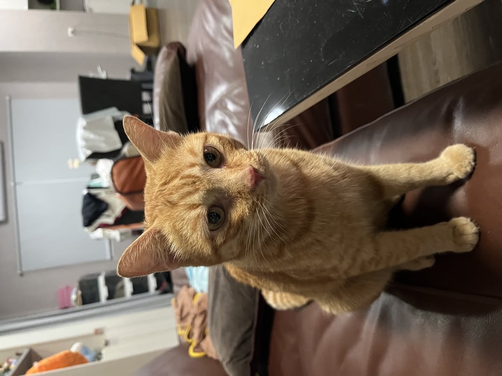 ตามหาเจ้าของแมว อายุประมาน3ปี เชื่องคน แต่ซนมาก ชอบออกนอกบ้าน