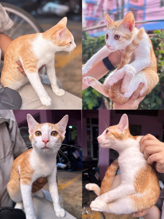 ตามหาเจ้าของแมว 📌 ขออนุญาตินะคะ หาผู้อุปการะ เด็กๆ ค่ะ 🐈  
แมวเพศผู้ ทั้งหมด อายุ 5 เดือน 
ฟรีนะคะ ส่งถึงที่ได้ บริเวณใกล้เคียง  รังสิต ประทุม ดอนเมือง หรือ ระแวกใกล้เคียง ค่ะ  ฟรีนะคะ 
 เจ้าของหอพัก ไม่ให้เลี้ยง หาบ้านให้น้องไม่ได้สักที   🥺 ฝากเอ็นดู เด็กๆ ด้วยนะคะ  🫶🏻🙇🏻‍♀️
📌📌📌 ทักแชทได้เลยนะคะ  ไม่ต้องเกรงใจค่ะ ยินดีมากๆค่ะ ขอบคุณนะคะ