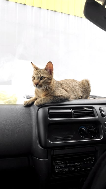 ตามหาเจ้าของแมว แมวลายสลิด ตัวผู้อายุ9เดือน