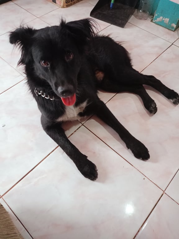 ตามหาเจ้าของหมา 