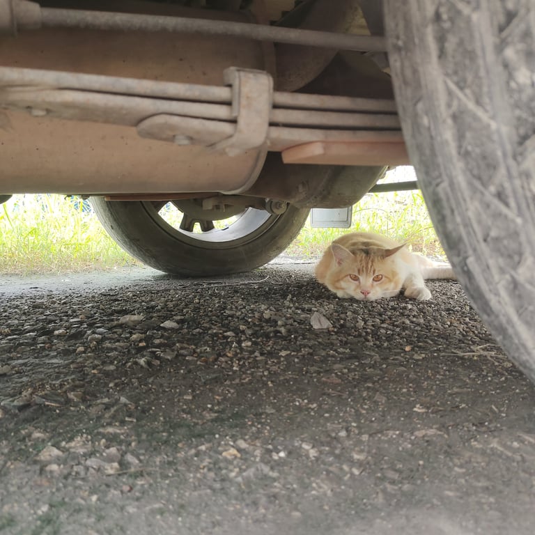 ตามหาเจ้าของแมว สี ส้ม ขาว หางฟู ไม่มีปลอกคอ ตัวอ้วน