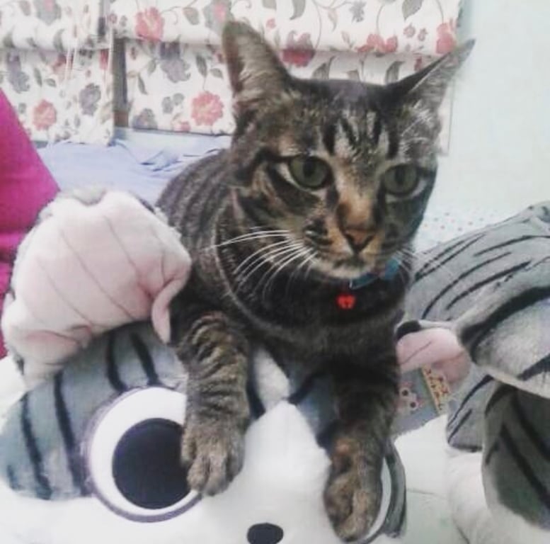 สร้อย