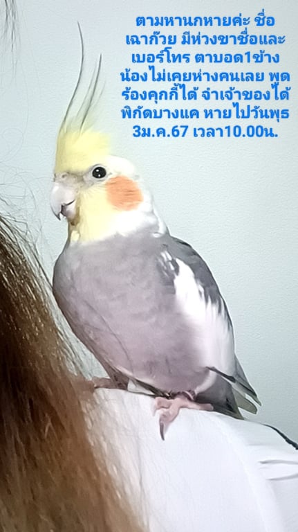 เฉาก๊วย