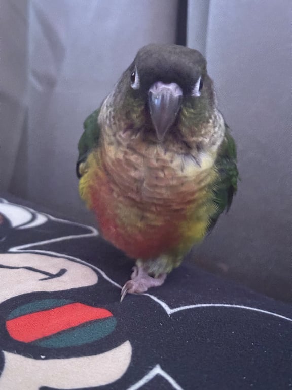 ฝู๋ฝู๋