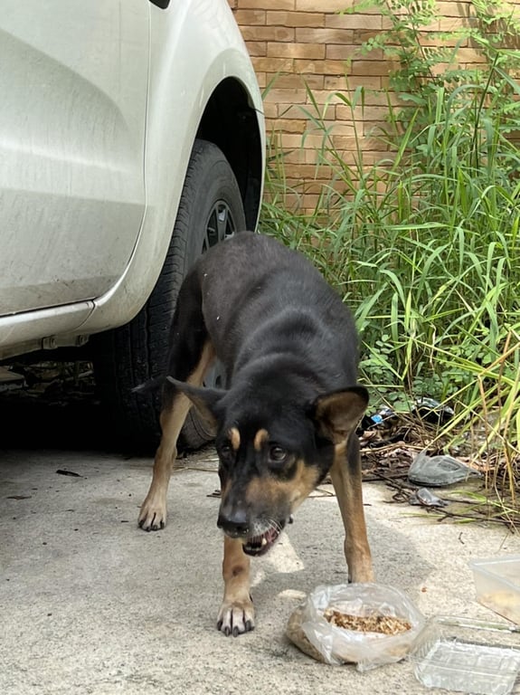 ตามหาเจ้าของหมา ตัวสีดำ มีสี่ตา