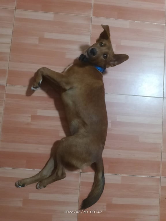 หมี