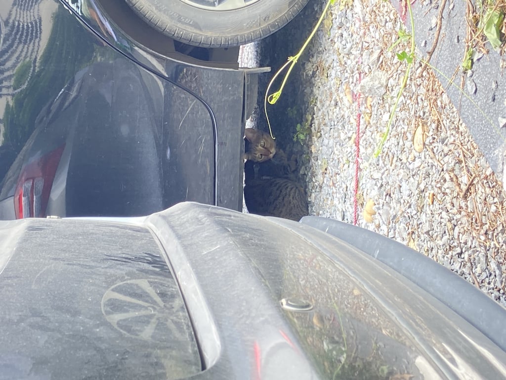 ตามหาเจ้าของแมว แมวอวบอ้วน ดูตัวแน่น ลายสลิดสีเข้ม ขี้กลัวไม่เข้าหา