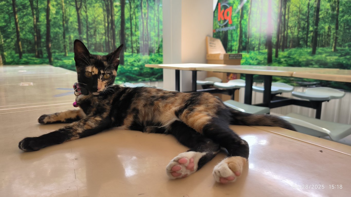 ตามหาเจ้าของแมว อายุ 4 เดือน ขี้เล่น ซุกซน ชอบปีนป่าย ชอบเล่นซ่อนแอบ กินเปียกได้ กินเม็ดได้ เข้ากับคนง่าย ไม่กลัวคนแปลกหน้า แต่ระวังตัว อยากมีเพื่อนเล่นมากๆ วัคซีนแล้ว ต้องการหาบ้านที่อบอุ่น ดูแลให้ความปลอดภัย ให้ความรัก พาหาหมอเมื่อเจ็บป่วยไม่ทิ้งขว้าง พร้อมทำหมันให้ก่อนส่งให้บ้านใหม่ ไม่มีค่าใช้จ่าย ติดต่อ 0616656357