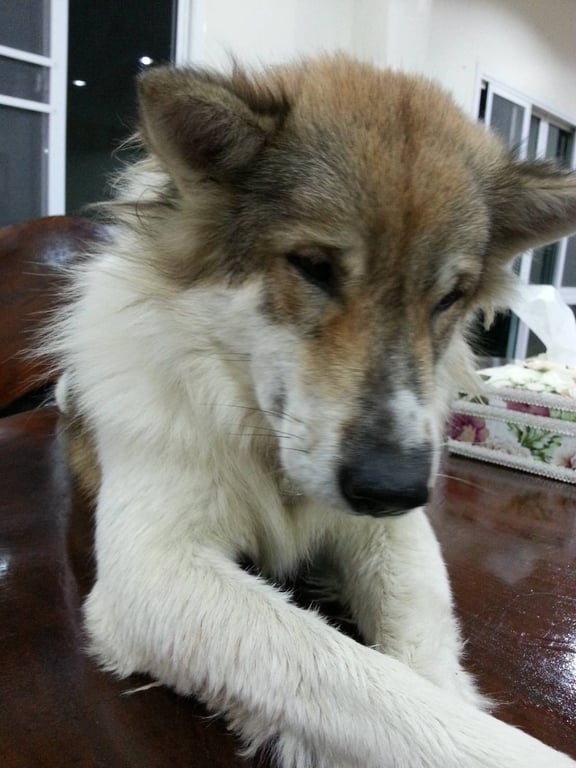 ทอง