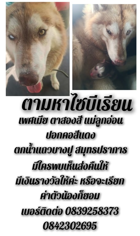 ไมโล