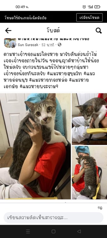 ตามหาเจ้าของแมว 