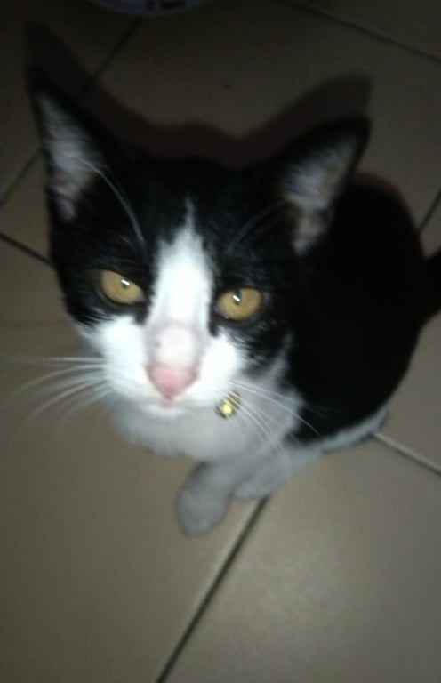 ดำดง