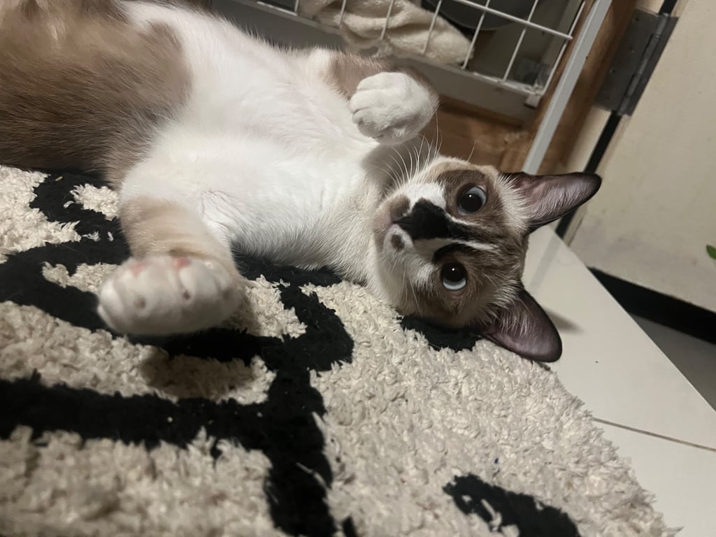 คาปู