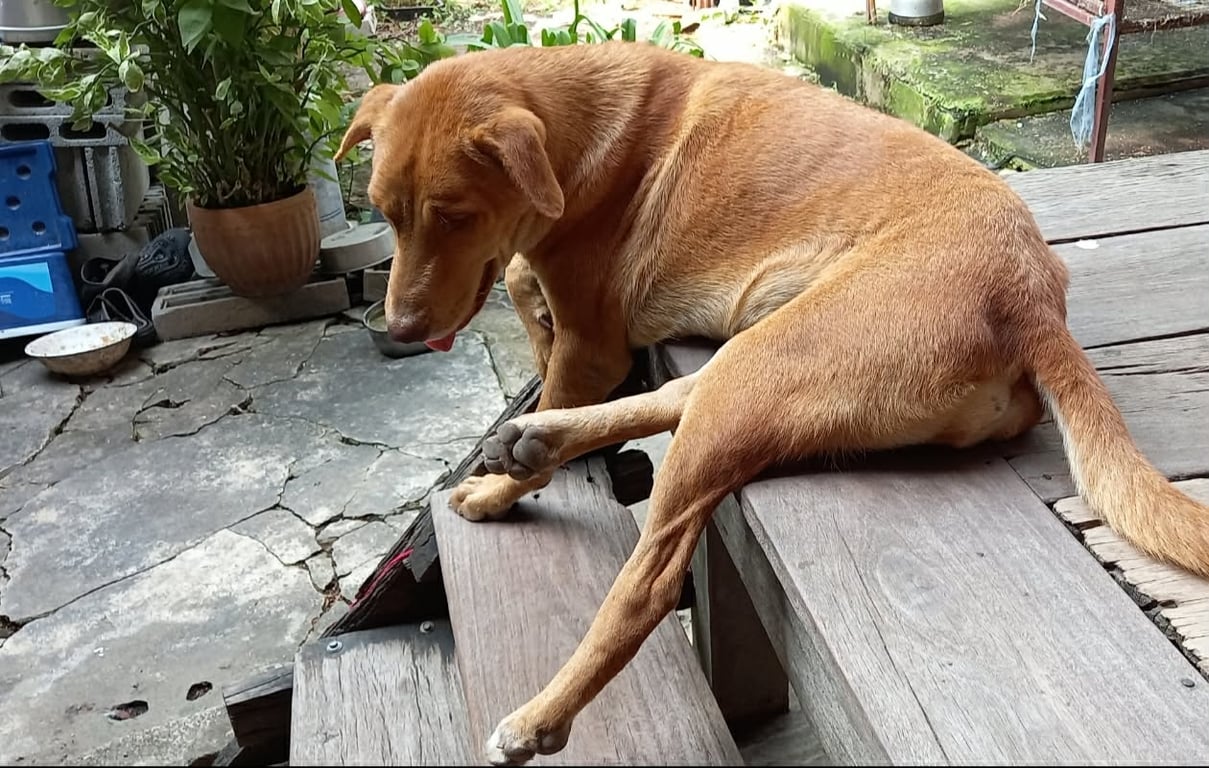 แหม่ม