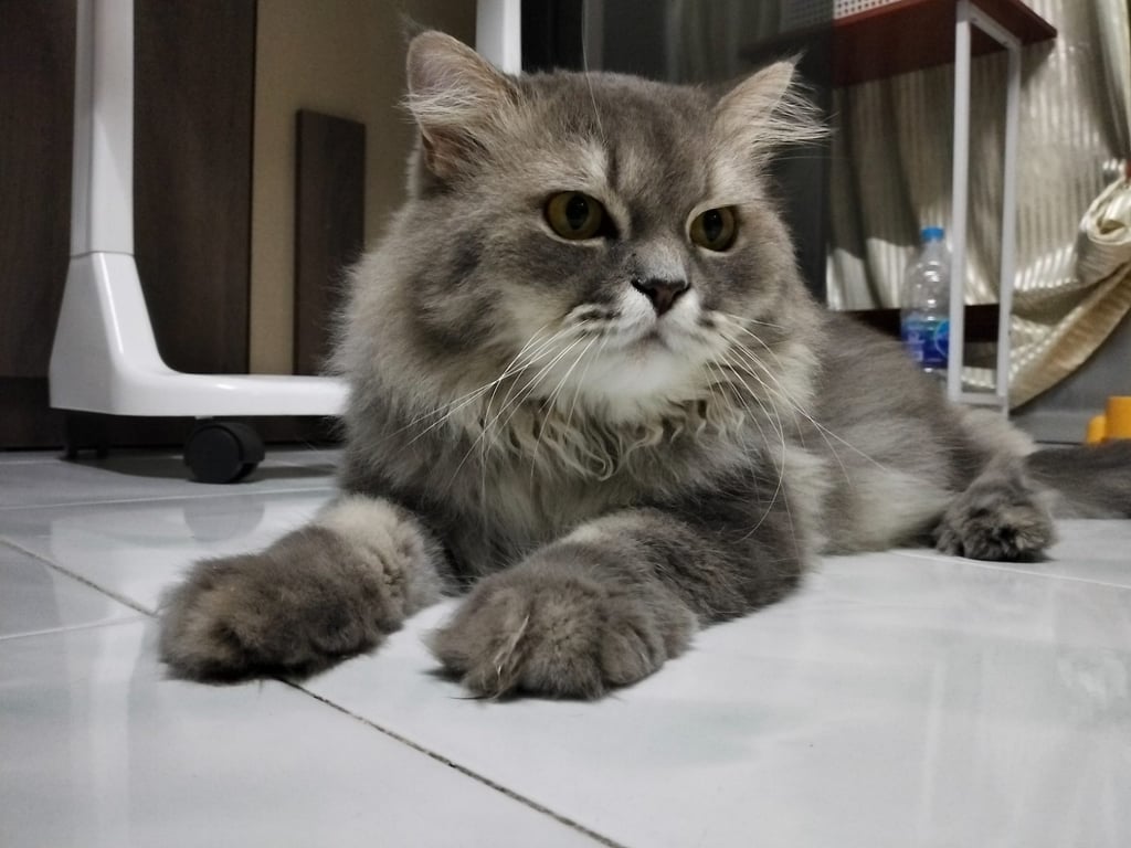 ลัคกี้