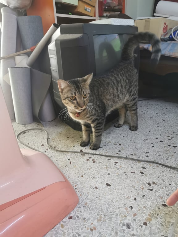 ตามหาเจ้าของแมว 