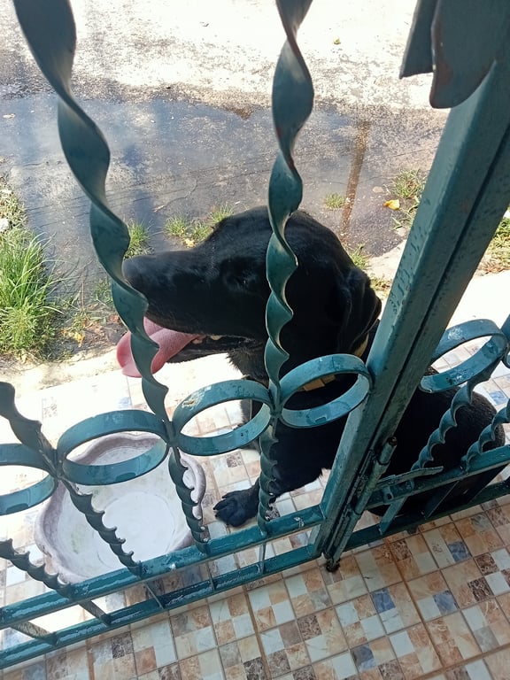 ตามหาเจ้าของหมา น้องอยู่ในวิลล่า2วิ่งไปวิ่งมา น้องเชื่อง ไม่ดู แต่ชอบกระโจนใส่เพราะอาจจะติดสัตว์