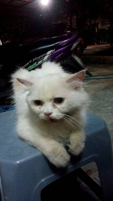 ตามหาเจ้าของแมว ตัวสีขาวไม่ล้วน มีสีส้มๆตรงประมาณกลางหลังเล็ดน้อย ตัวผอม