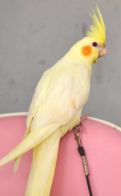 มาวี