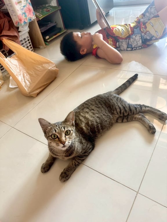 แมว