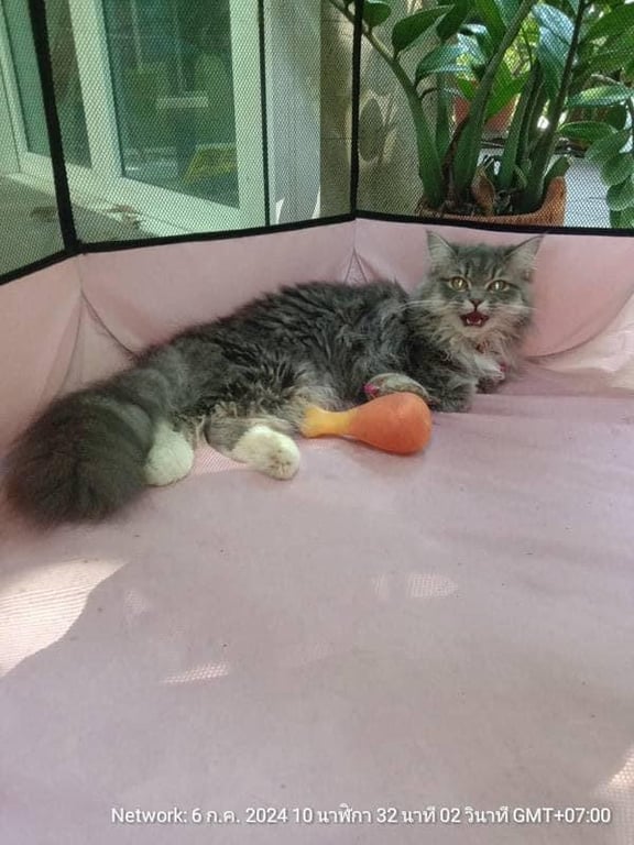 ตามหาเจ้าของแมว ถุงเขาว  เชื่องมาก