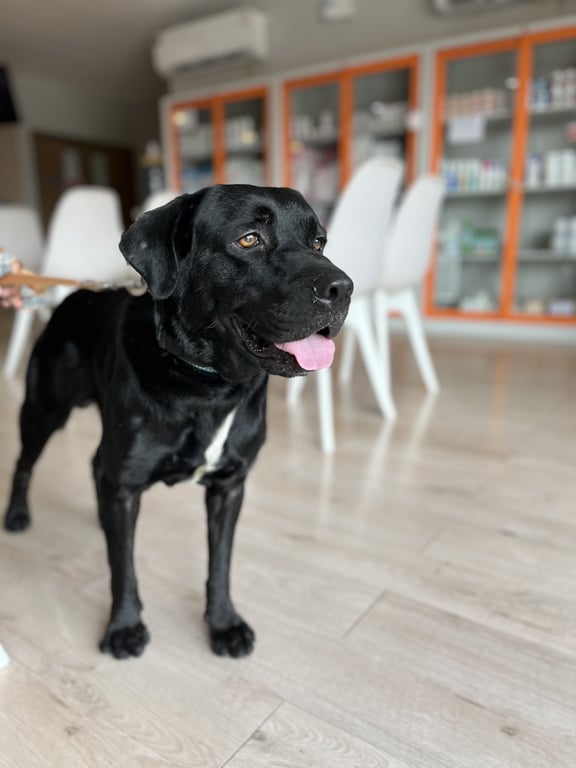 ตามหาเจ้าของหมา สีดำ หน้าอกขาว