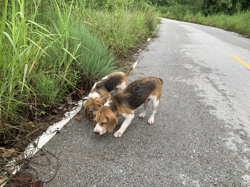 ตามหาเจ้าของหมา พบบีเกิ้ล 2 ตัว เป็นเพศผู้ 1 ตัว อีกตัวเห็นไม่ชัดว่าเพศอะไร เป็นตัวเล็ก และตัวใหญ่ อยู่ด้วยกัน