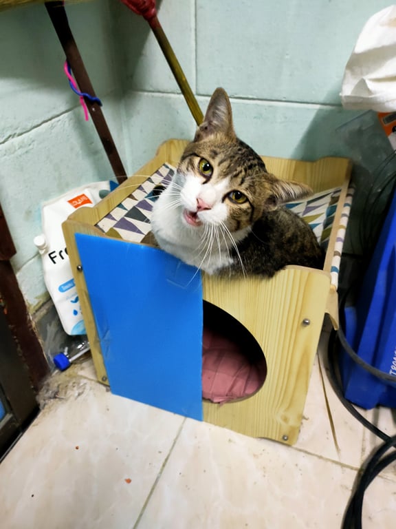 ตามหาเจ้าของแมว 