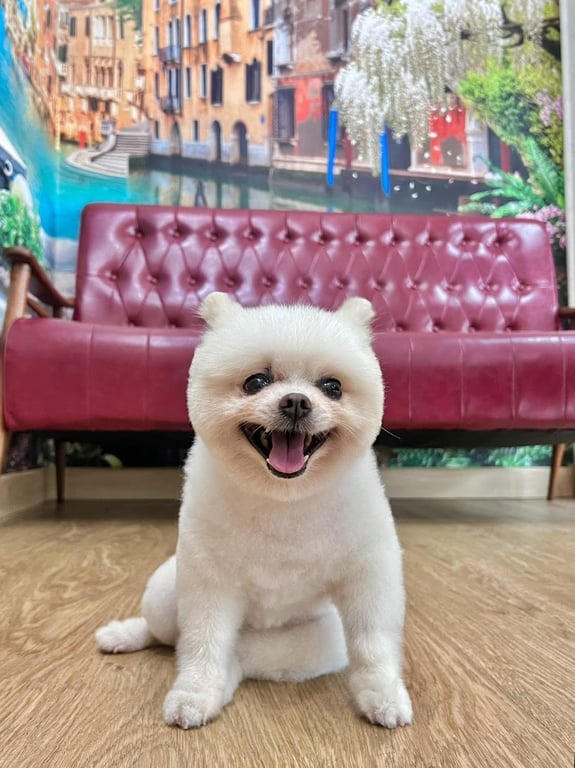 โรงพยาบาลสัตว์บีเลิฟ Beloved Animal Hospital