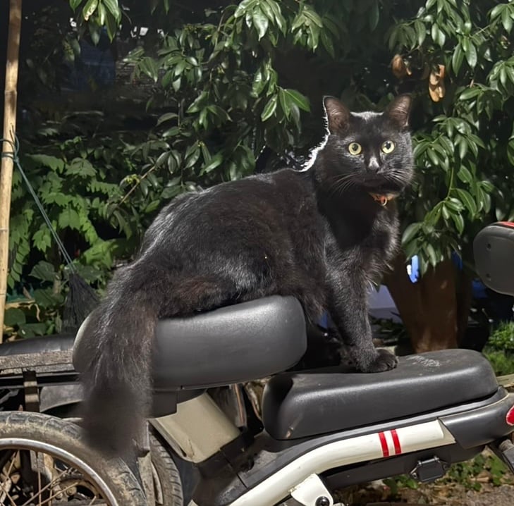 ตาโร่