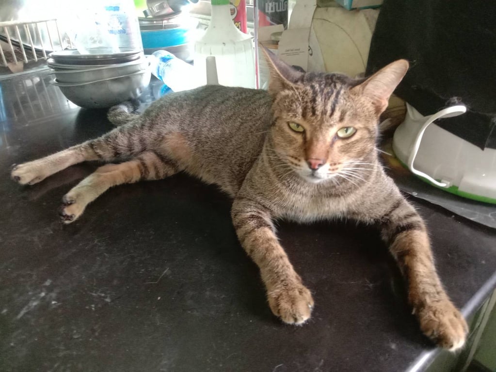 ตามหาเจ้าของแมว เป็นลายสลิดสามสีตัวเมีย คาดว่ามีเจ้าของเพราะอ้วนและเชื่องมาก ตอนนี้น้องอยู่ร้านค้าริมคลองบางจากข้างศูนย์ฮอนด้า สุขสวัสดิ์ 78 พระประแดง  ตอนนี้เหงาหงอยรอเจ้าของมารับกลับบ้าน ติดต่อรับน้องกลับได้ที่เบอร์ 0850447422 ค่ะ พิกัด สุขสวัสดิ์ 78  สมุทรปราการ