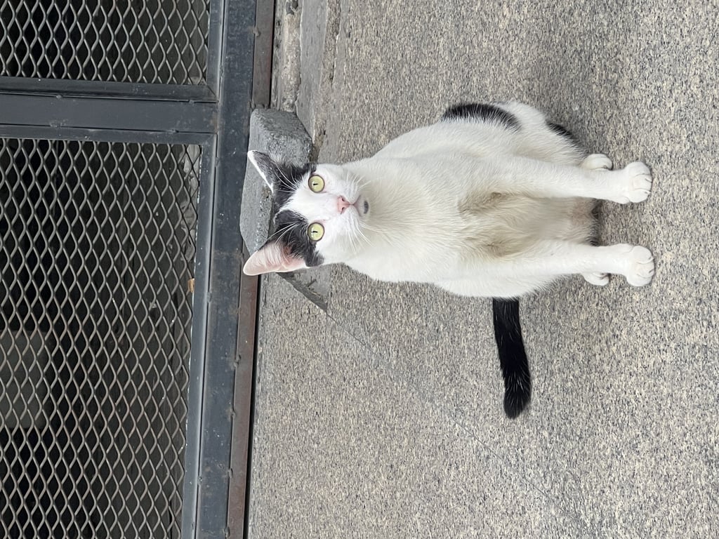 ตามหาเจ้าของแมว หน้าปากซอยลาดพร้าว107 ตรงป้ายรถเมล์