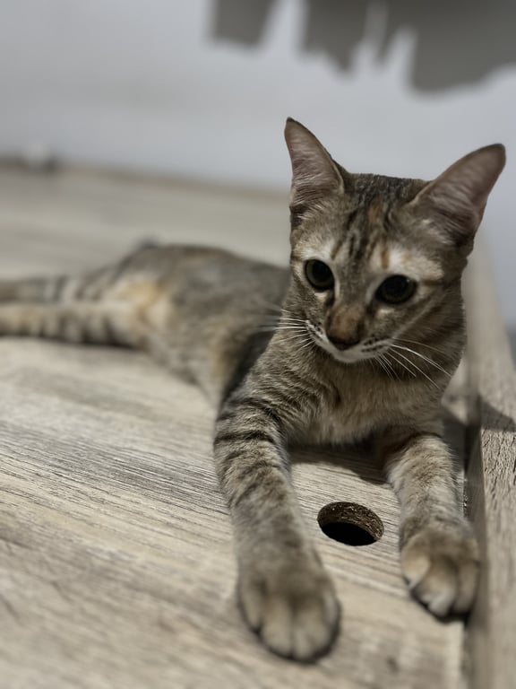 ตามหาเจ้าของแมว เลี้ยงแบบระบบปิดไม่เคยออกไปนอกบ้านอาจจะระแวงคนนิดหน่อย ช่วงแรก นานๆไปน้องคงปรับตัวได้ดีขึ้นเพราะน้องไม่ค่อยเจอใคร ถ้าให้ดีอยากให้รับ2ตัวขึ้นไปค่ะน้องจะได้มีเพื่อนหรือคุ้นชินหน่อยถ้าอยู่ตัวเดียวน้องอาจจะร้อง  เข้ากระบะทรายเป็น กินอาหารเปียก เม็ดยี่ห้อที่ไม่เค็ม เริ่มวัคซีนแล้ว อายุ6-7เดือน