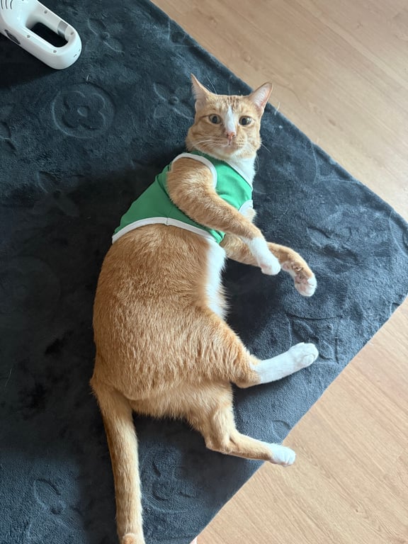 แซลม่อน