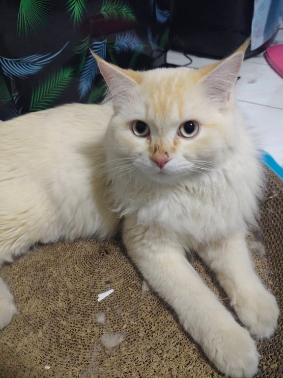 น้องโมจิ