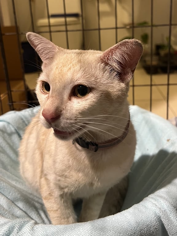 ตามหาเจ้าของแมว แมวสีส้มอ่อน เพศผู้ ยังไม่ได้ทำหมัน เชื่อง