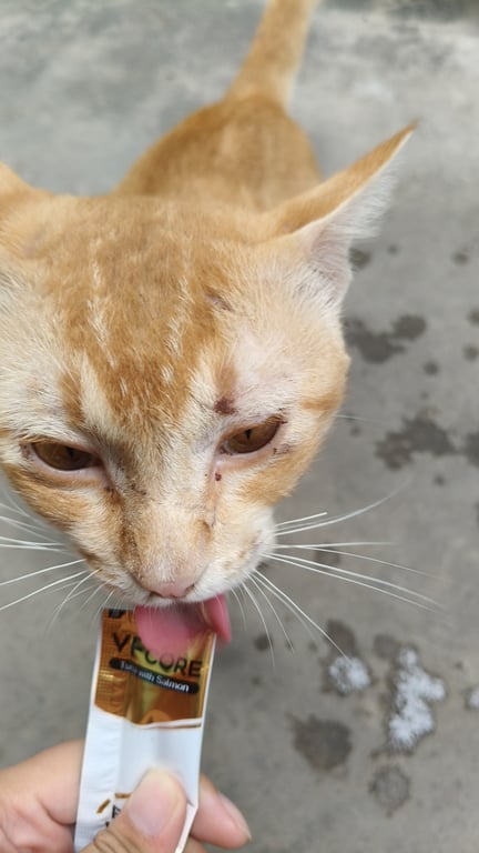 ตามหาเจ้าของแมว แมวส้ม เชื่องมาก ยังไม่ทำหมัน หางยาวขนาดกลางๆ  ไม่แน่ใจวันที่พบเพราะตอนแรกมาอยู่ที่บ้านประมาณเดือนกว่าแล้ว ตอนแรกเข้าใจว่าเป็นแมวที่ออกมาเที่ยวเล่น แต่ไม่เห็นกลับบ้านสักที