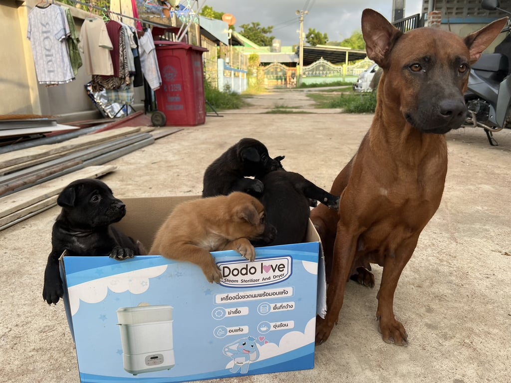 ตามหาเจ้าของหมา หาบ้านให้ลูกสุนัข เนื่องจากมีหลายตัว #จับแม่เขาทำหมันไม่ทัน
แม่พันธุ์ไทยหลังอาน พ่อไทยพันธุ์ทาง
#ลูกสุนัขมีทั้งหมด 4 ตัวค่ะ 
-สีดำ 3 ตัว เพศเมีย
-สีน้ำตาล 1 ตัว เพศผู้
#ขอคนเมตตาน้องๆ ด้วยนะคะ
#ให้ฟรี ฟรี ฟรี ค่ะ 
#ติดต่อได้ 24 ชม.จ้า