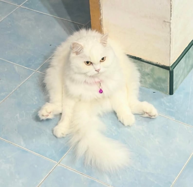 มันนี่